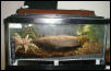 False Bottom Terrarium