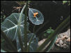 Mantella aurantiaca