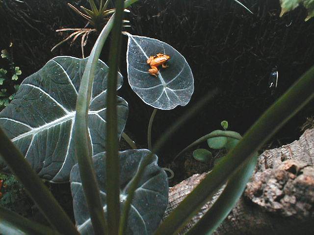 Mantella aurantiaca