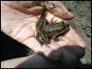 Rana clamitans - Green Frog