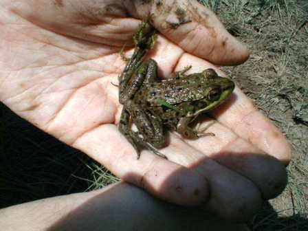 Rana clamitans - Green Frog