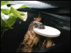 Hyla - Gray Tree Frog