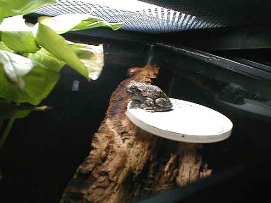 Hyla - Gray Tree Frog