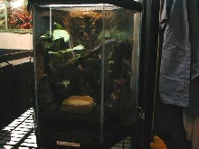 Uroplatus Terrarium