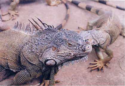 Green Iguana