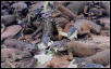 Green Iguanas