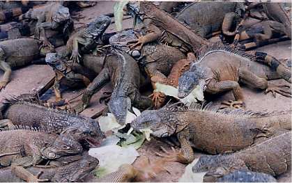 Green Iguanas