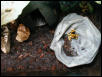Dendrobates leucomelas