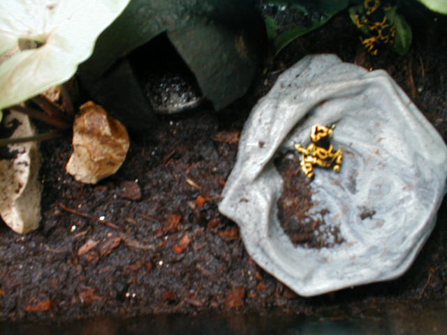 Dendrobates leucomelas