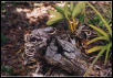 Unidentified lizard from Honduras