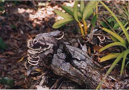 Unidentified lizard from Honduras