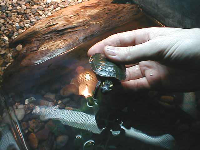 Painted Turtle - Juvenile