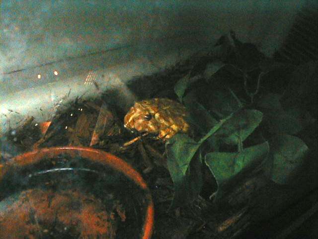 Ceratophrys cranwelli