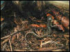 Ambystoma tigrinum