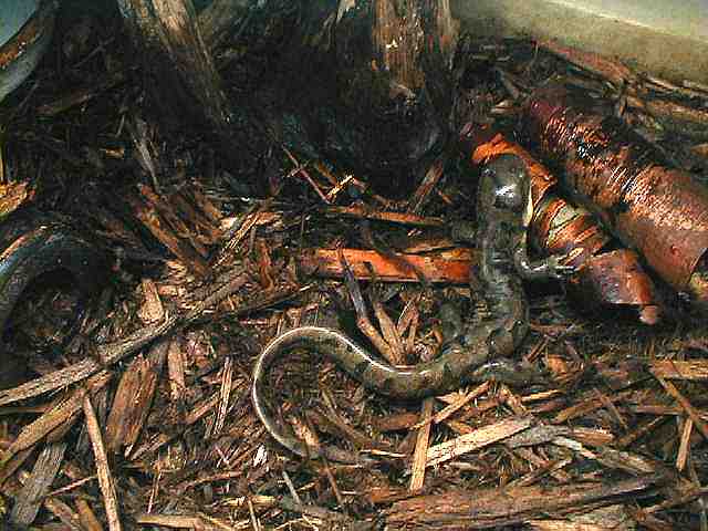 Ambystoma tigrinum