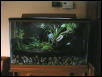 29 Gallon Vivarium - Mantellas