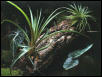 29 Gallon Vivarium - Mantellas