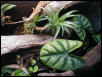 28 Gallon Terrarium - Inside