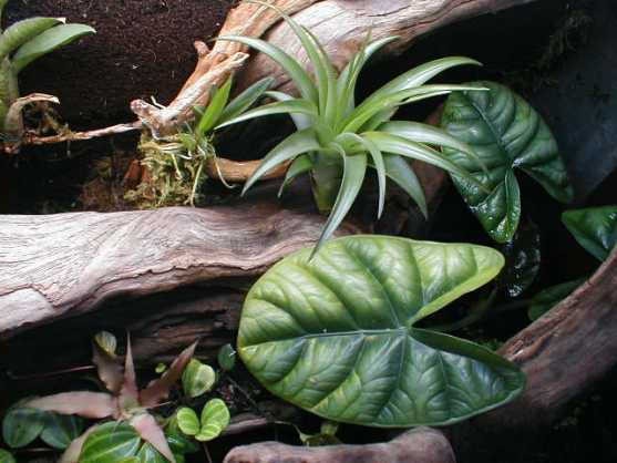 28 Gallon Terrarium - Inside