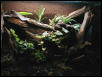 28 Gallon Terrarium