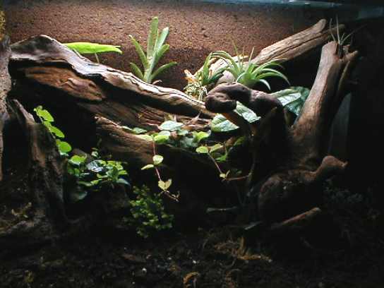 28 Gallon Terrarium