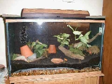 29 Gallon Terrarium