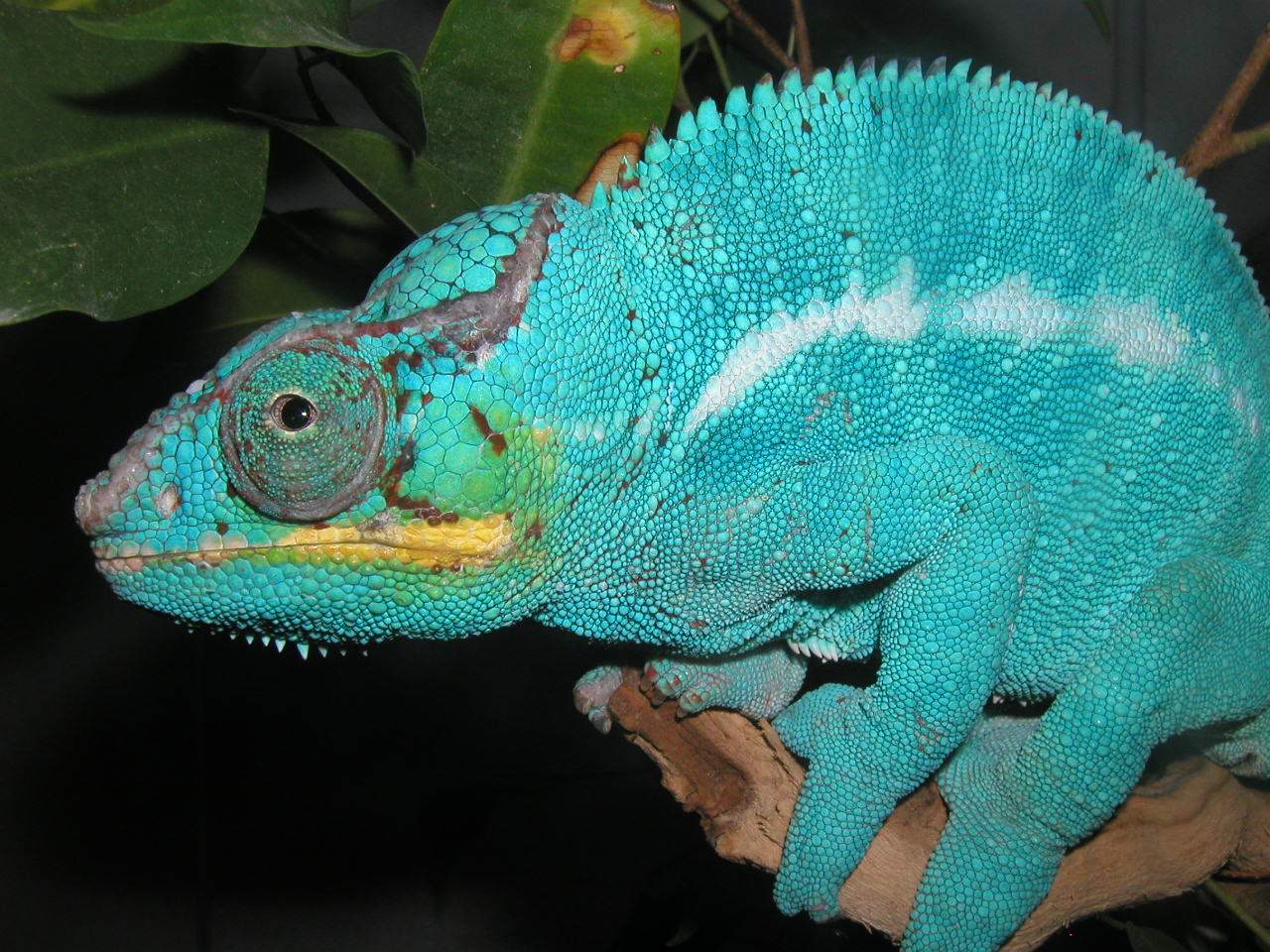 Blu Knight#2