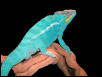 BlueKnight