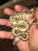 Worlds first super pastel ghi mojave yellowbelly