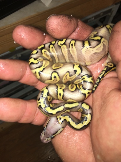 Worlds first super pastel ghi mojave yellowbelly