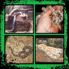 Corn snake