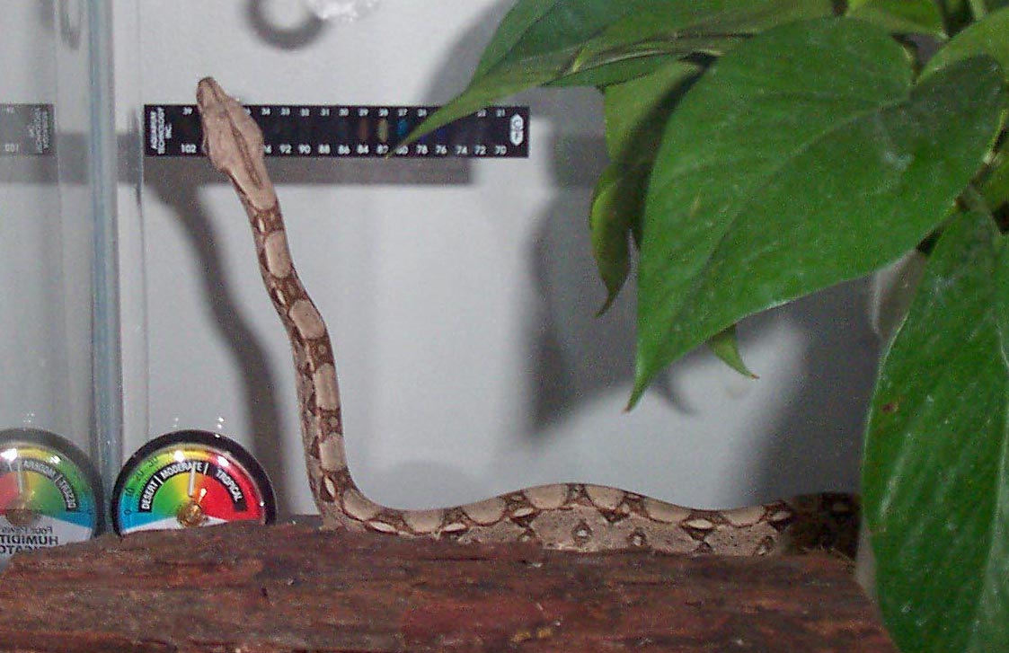New Boa