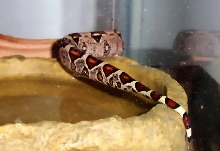 C. Boa Tail