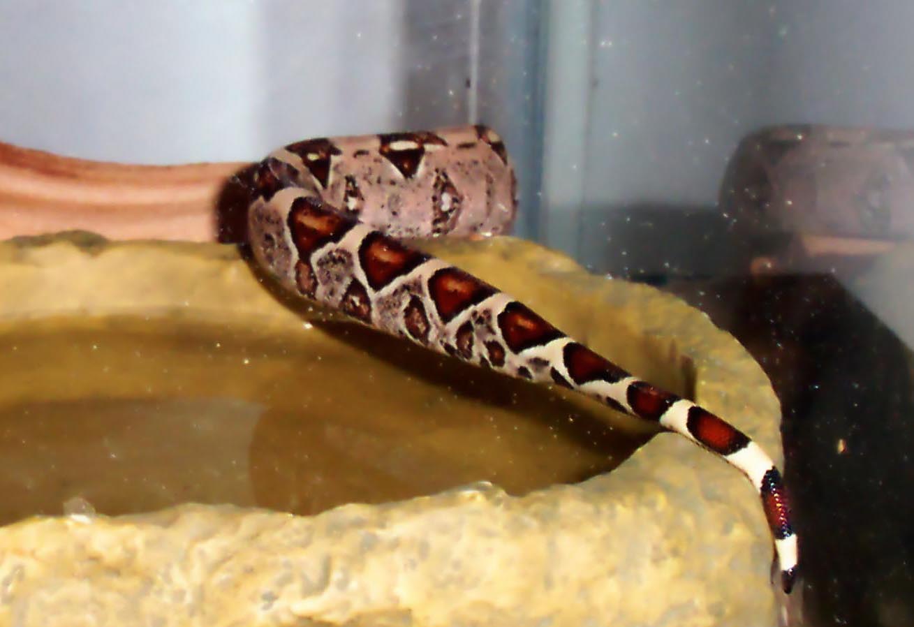 C. Boa Tail