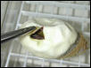 Ball Python in Egg