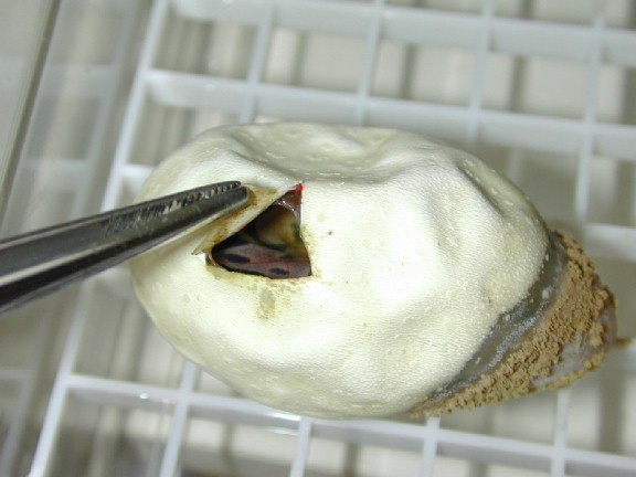 Ball Python in Egg