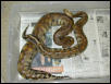 Pair of Sarawak Short Tailed Pythons