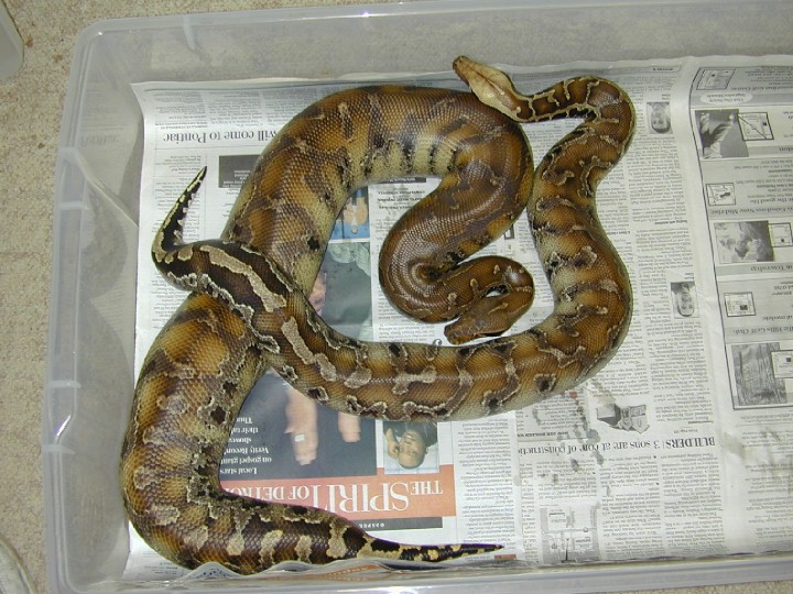 Pair of Sarawak Short Tailed Pythons