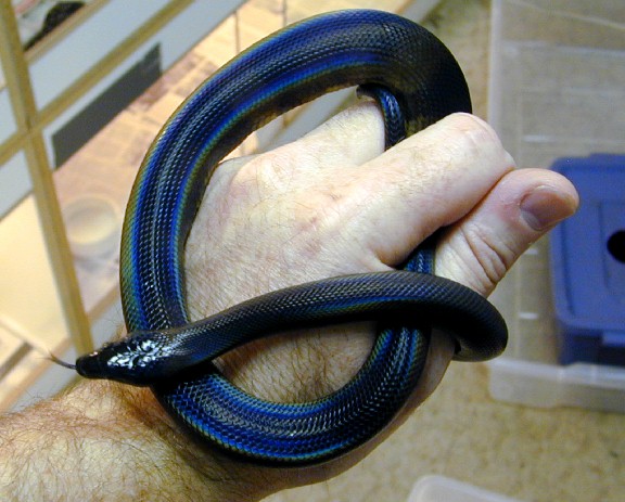 2001 Ringed Python