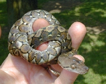 Kayuadi Retic Hatchling