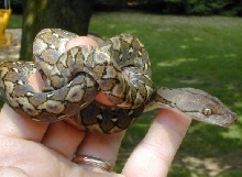 Kayuadi Retic