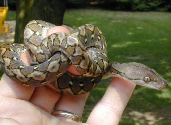 Kayuadi Retic