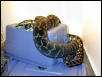 Gravid Irian Jaya Carpet Python