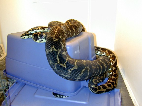Gravid Irian Jaya Carpet Python