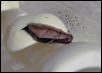 Sarawak Hatching