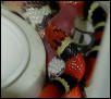 Scarlet Kingsnake