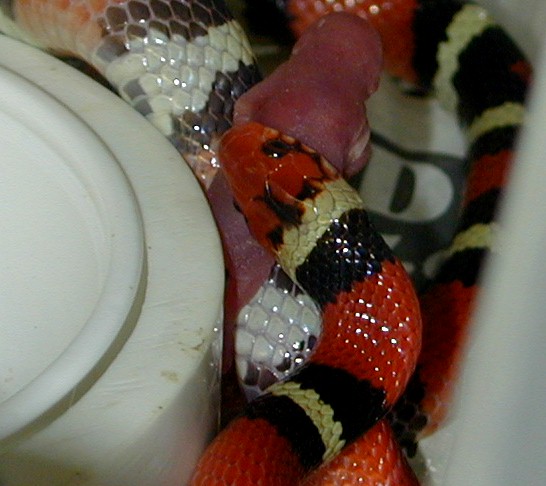 Scarlet Kingsnake