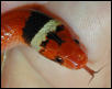 Scarlet Kingsnake