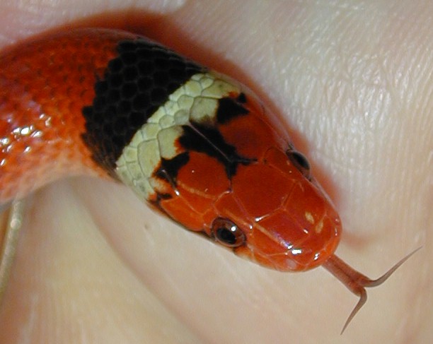 Scarlet Kingsnake
