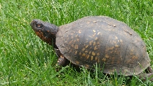 adult male Rex